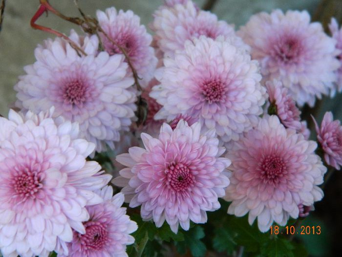 008 - 04_TOAMNA