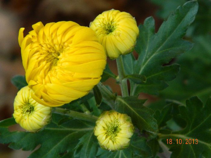 010 - 04_TOAMNA