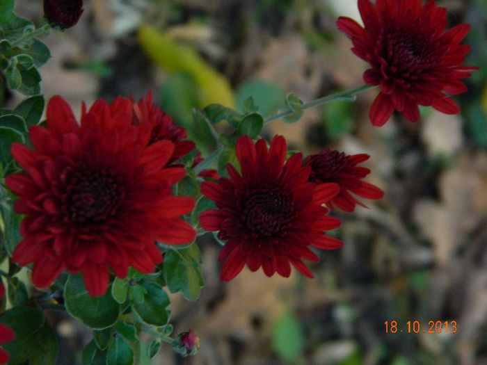 031 - 04_TOAMNA