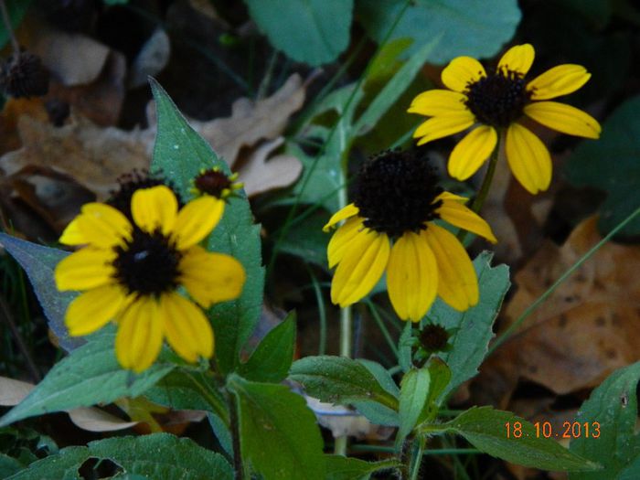 032 - 04_TOAMNA