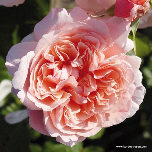 ROSE DE TOLBIAC_NU