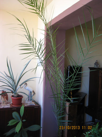 Am implinit patru ani.....