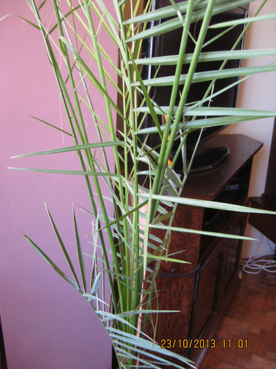 sunt inca tinar......