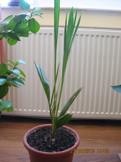 Eu sunt fratele mai mic.