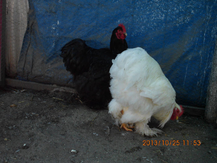 IMG_1444 - TINERET 2013 2