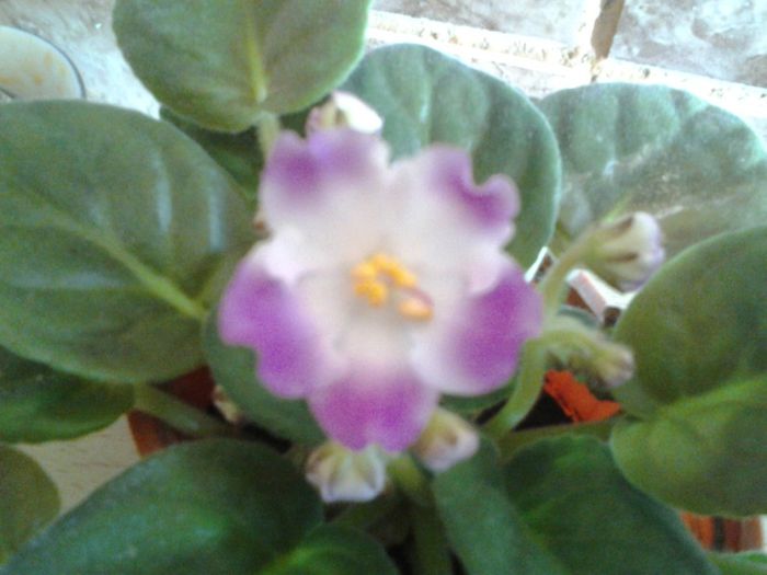 Fotografie0232 - Violete