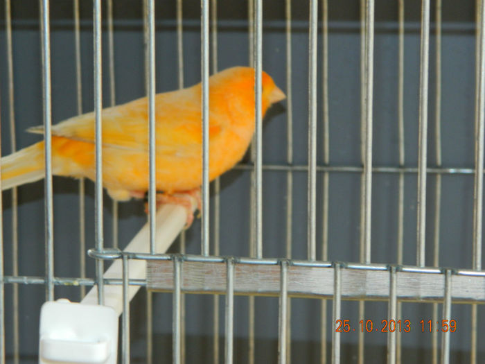 DSCN4318 - Canar portocaliu