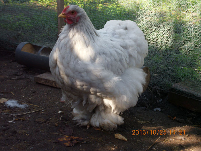 IMG_1611 - TINERET 2013 2