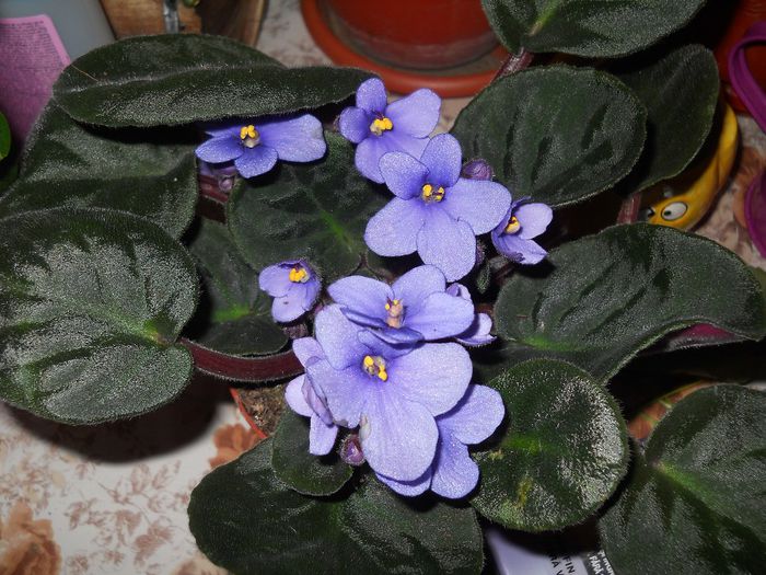 violeta africana - pierduta