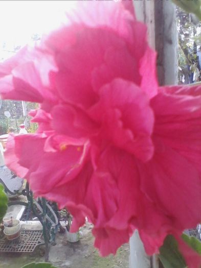 Picture 866 - hibiscusi 2013