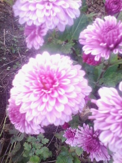 Picture 903 - flori de gradina 2013