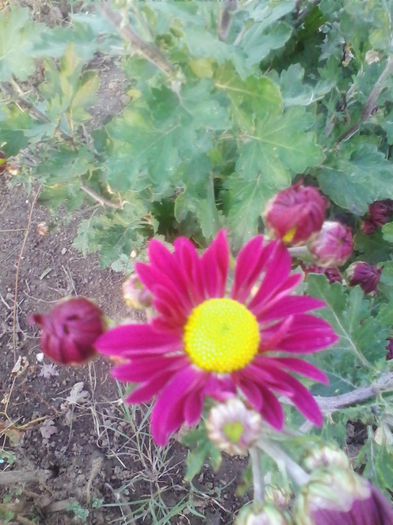 Picture 908 - flori de gradina 2013