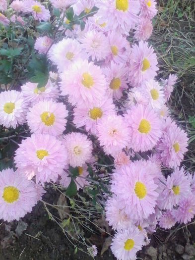 Picture 909 - flori de gradina 2013