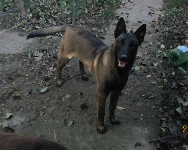Iaro Bliss - female, 5,5 months
