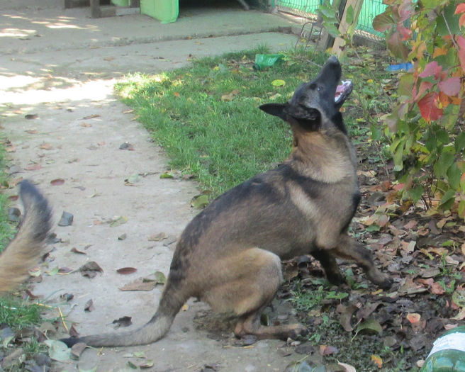 Iaro Bliss - female, 5,5 months