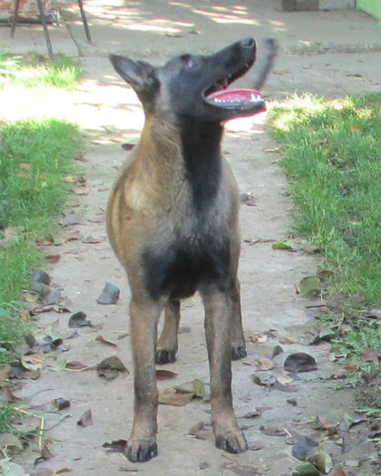 Iaro Bliss - female, 5,5 months
