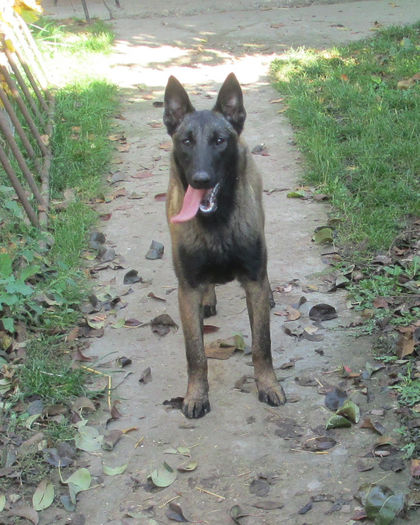 Iaro Bliss - female, 5,5 months