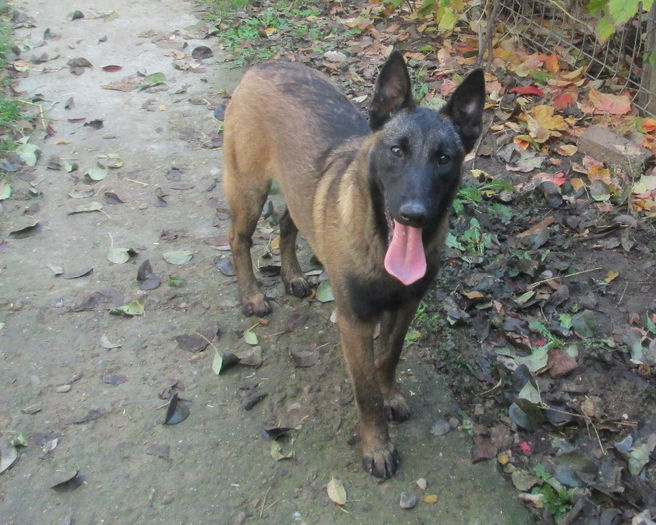 Iaro Bliss - female, 5,5 months