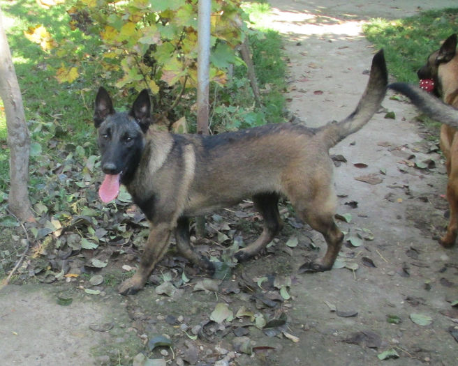 Iaro Bliss - female, 5,5 months