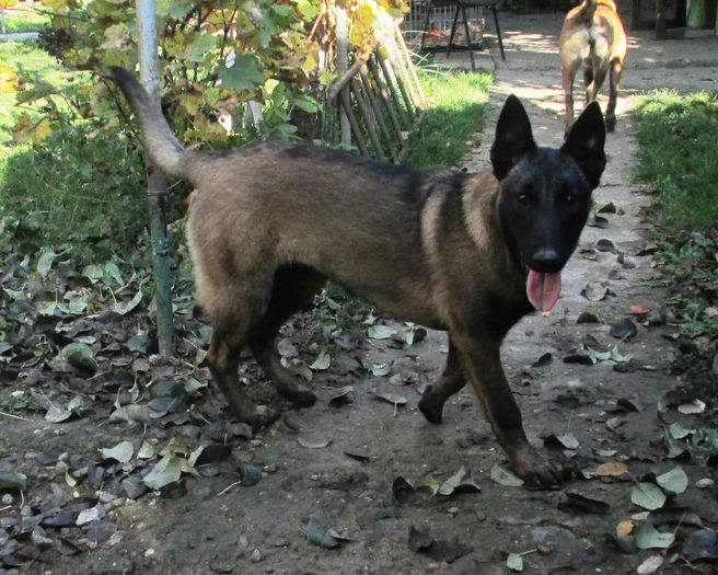 Iaro Bliss - female, 5,5 months