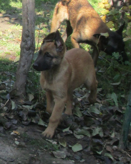 catei 25.1040