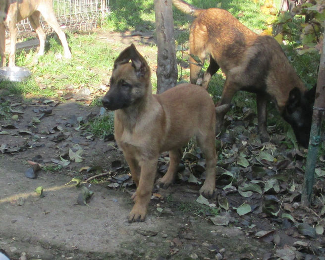 catei 25.1041