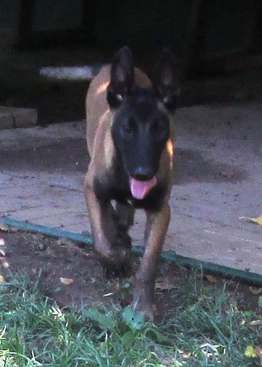 Iaro Blade - male, 5,5 months