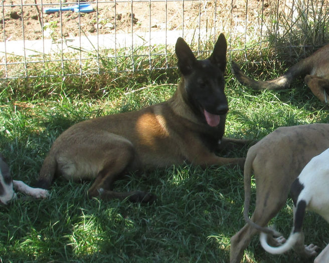 Iaro Blade - male, 4,5 months