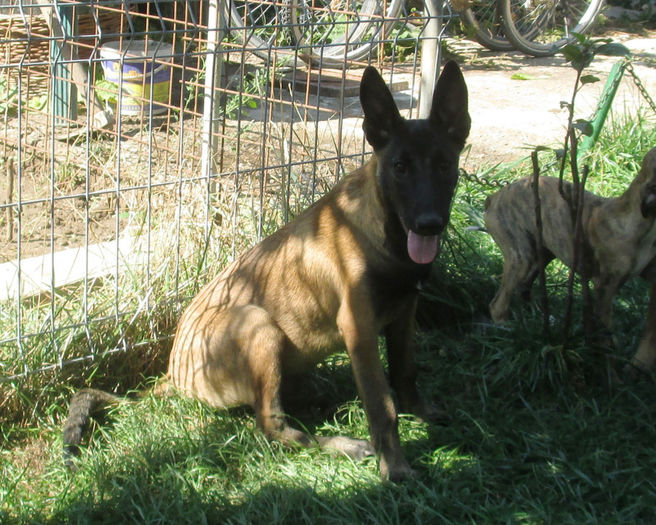 Iaro Blade - male, 4,5 months