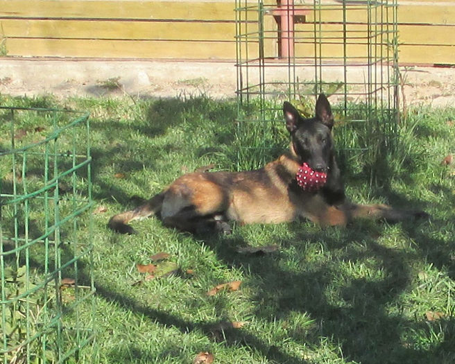Iaro Blade - male, 5,5 months