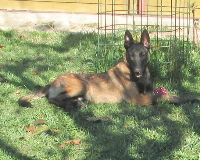 Iaro Blade - male, 5,5 months
