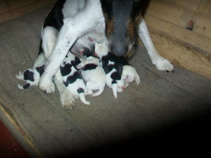 Fox Terrier Neted! 006 Si puii lor! - Familie de FOX TERRIER NETED