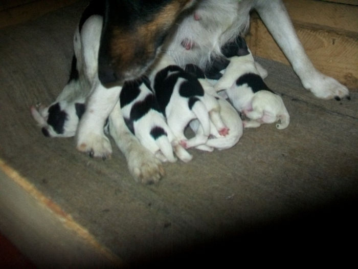 Fox Terrier Neted! 007 Si puii lor! - Familie de FOX TERRIER NETED