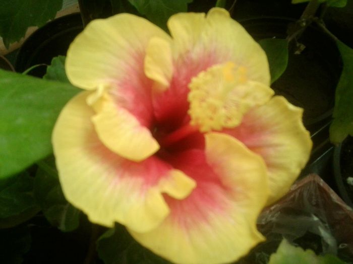 25.09 - hibiscusi 2013-4