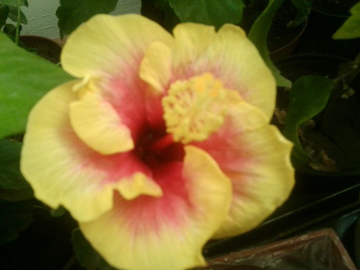 Fotografie8715 - hibiscusi 2013-4