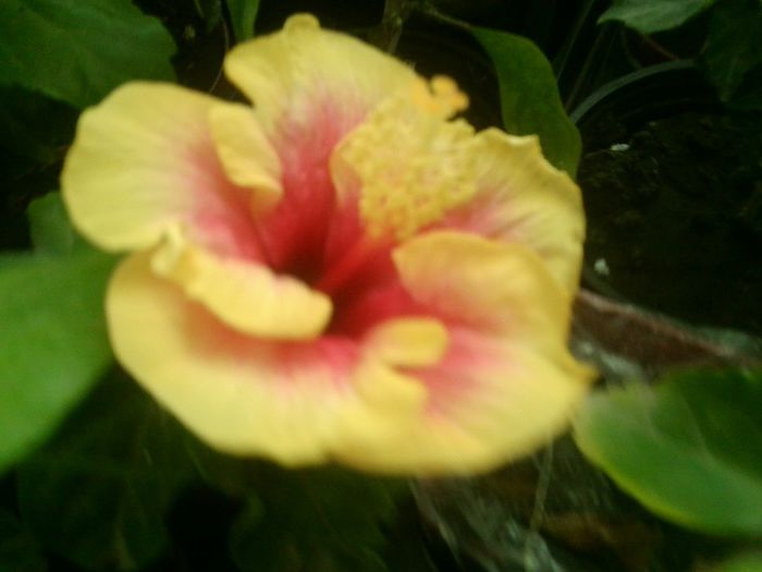 Fotografie8716 - hibiscusi 2013-4