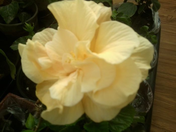 Fotografie8718 - hibiscusi 2013-4