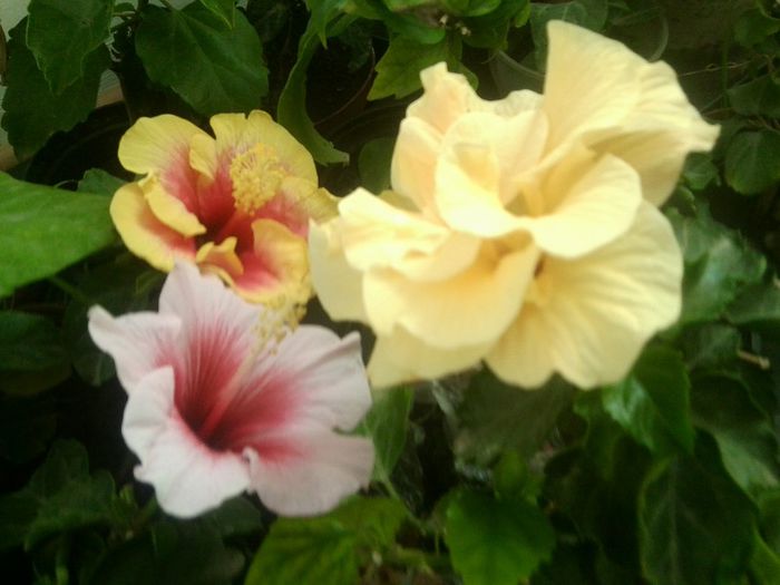 Fotografie8720 - hibiscusi 2013-4