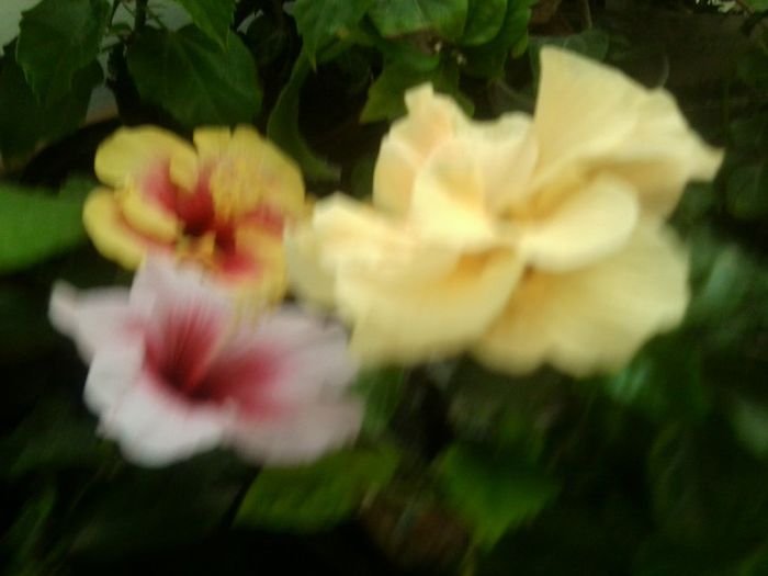 Fotografie8722 - hibiscusi 2013-4