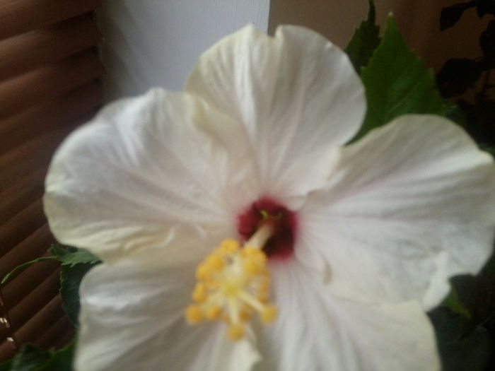 Fotografie8742 - hibiscusi 2013-4