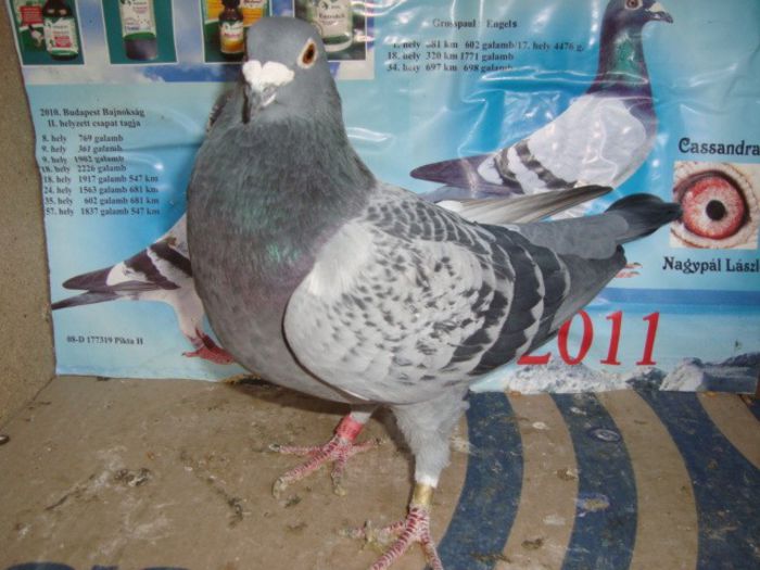 oferta super natural 087 VANDUT