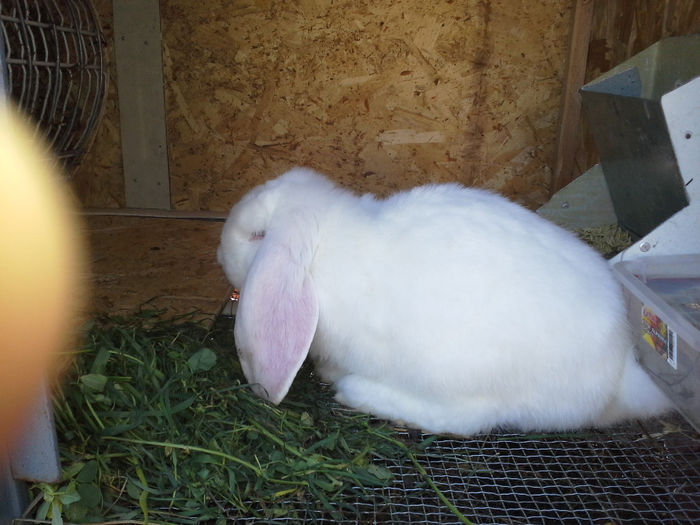 achizitie de la bogdanmircea