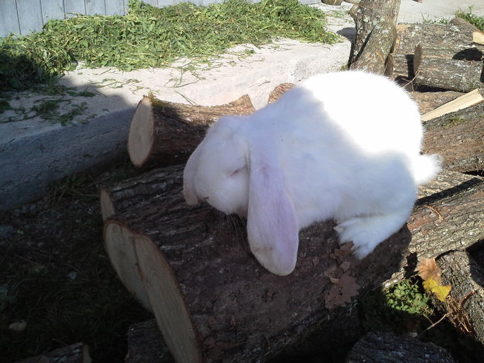 mascul, acum la 3 luni