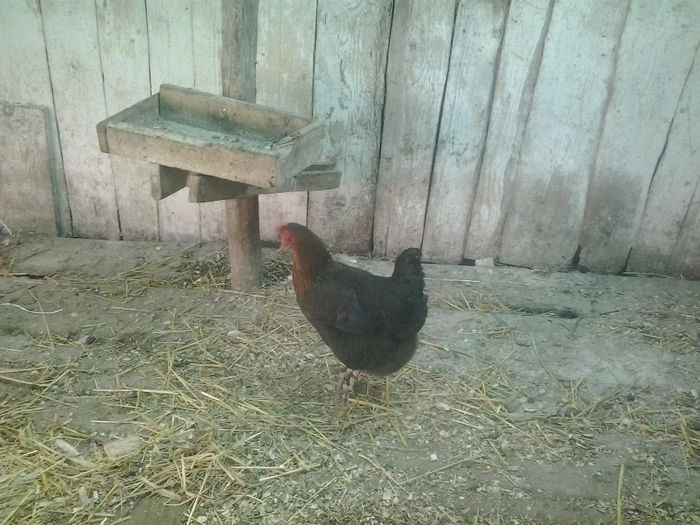2013-10-25 12.07.55; Puicuta Marans

