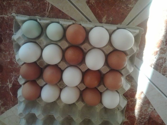 2013-10-25 12.10.15; Oua de la rasele Leghorn,Marans si Grune L
