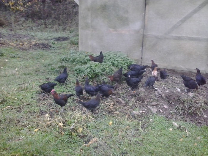 2013-10-18 17.48.23; Marans
