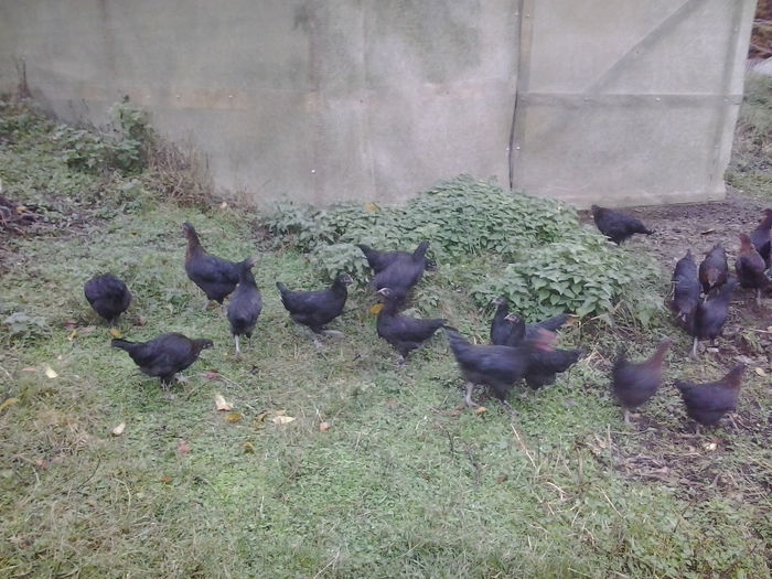 2013-10-18 17.48.37; Marans
