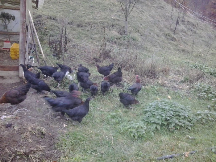 2013-10-18 17.49.04; Marans
