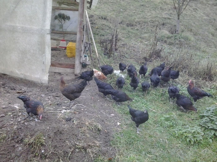 2013-10-18 17.49.10; Marans
