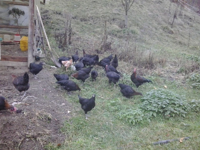 2013-10-18 17.49.15; Marans
